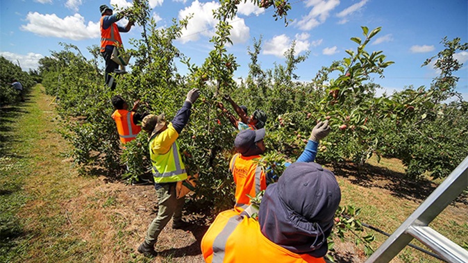 RSE workers. Photo / Warren Buckland