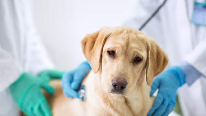A report found long hours and high workloads for veterinary teams short of staff, resulted in burn-out and poor retention. Photo / 123rf