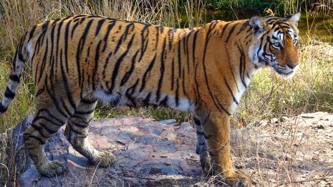 A tiger at the Ranthambore National Park in Rajasthan, India, on December 28, 2020.