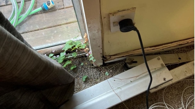 Plants seen growing into a rental property owned by Leng Minn Kit in Beach Haven, Auckland. Photo / Ministry of Business, Innovation, and Employment