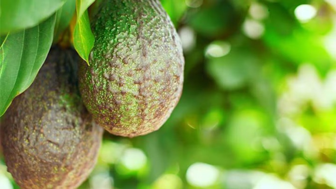 Many growers have had two seasons in a row without making any profit. Photo / 123RF