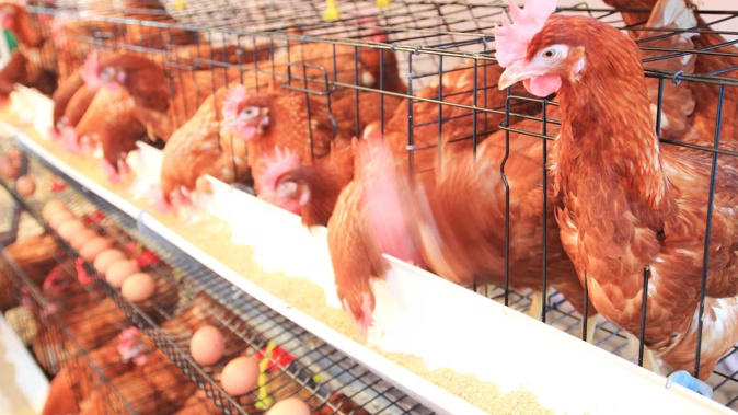 The Commonwealth of the Northern Mariana Islands has banned live poultry exports. Photo / 123RF