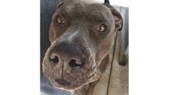 Katie Paul's dog, Dolly, has been reclassified from "dangerous" to "menacing" after Paul objected to the original decision. Photo / Rotorua Lakes Council