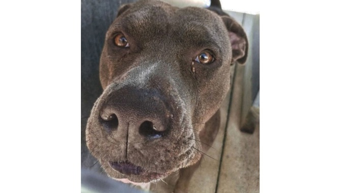 Katie Paul's dog, Dolly, has been reclassified from "dangerous" to "menacing" after Paul objected to the original decision. Photo / Rotorua Lakes Council