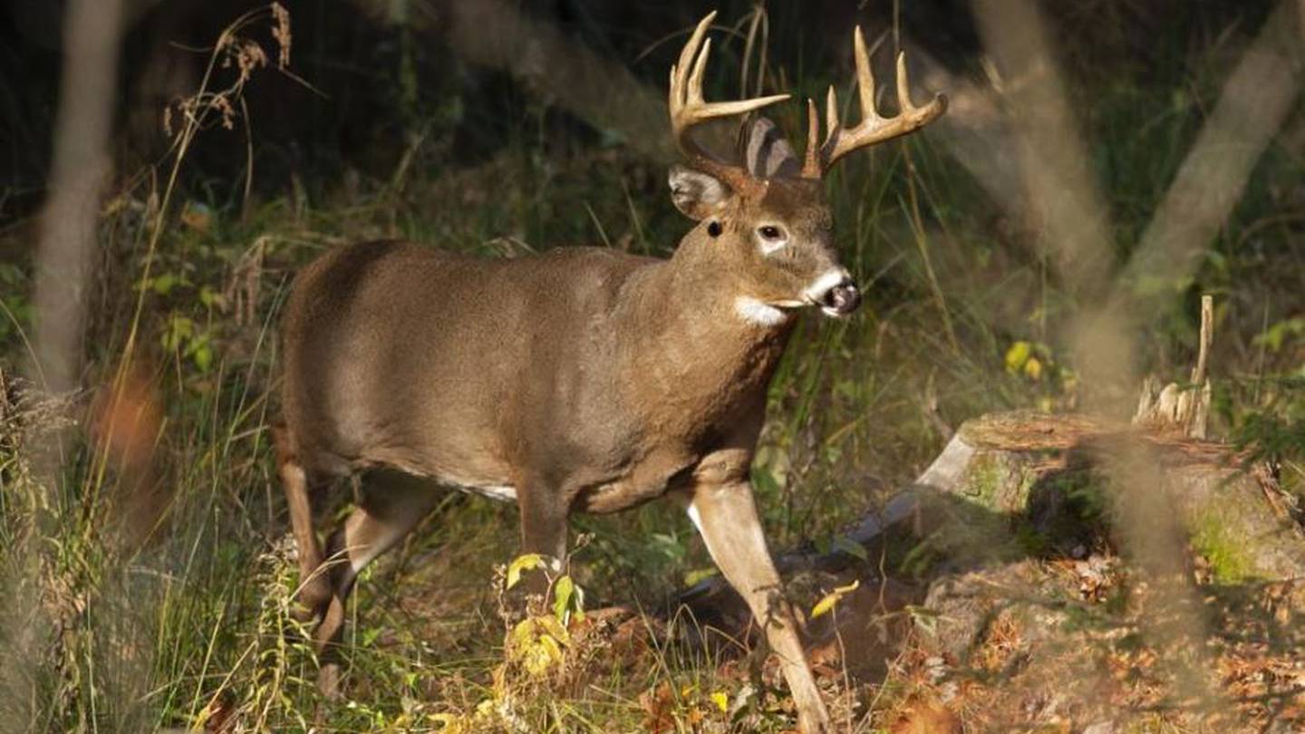 A 10-point white-tailed deer walks through the woods in Freeport, Maine. Photo / AP