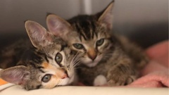 Photo / SPCA