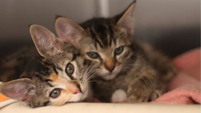 Photo / SPCA