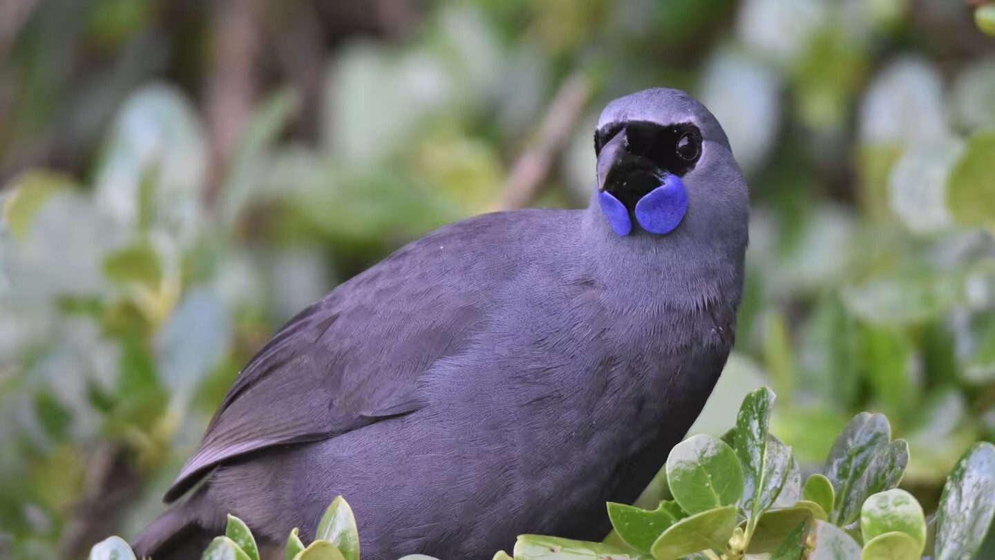 Zero rats detected: Iwi-led conservation project delivers win for kōkako