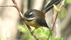 Dr. Dougal Sutherland: How listening to birds can treat depression