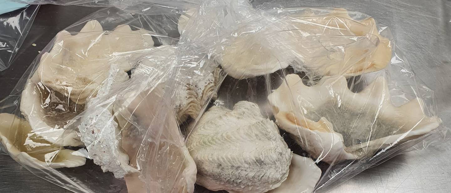 The undeclared shells that landed a traveller in hot water. Photo / Department of Conservation
