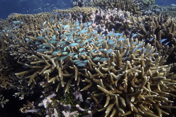 A school of fish swim above corals on Moore Reef in Gunggandji Sea Country off the coast of Queensland in eastern Australia on Nov. 13, 2022. United Nations members gather Monday, Feb. 20, 2023, in New York to resume efforts to forge a long-awaited and elusive treaty to safeguard the world's marine biodiversity. (AP Photo/Sam McNeil, File)