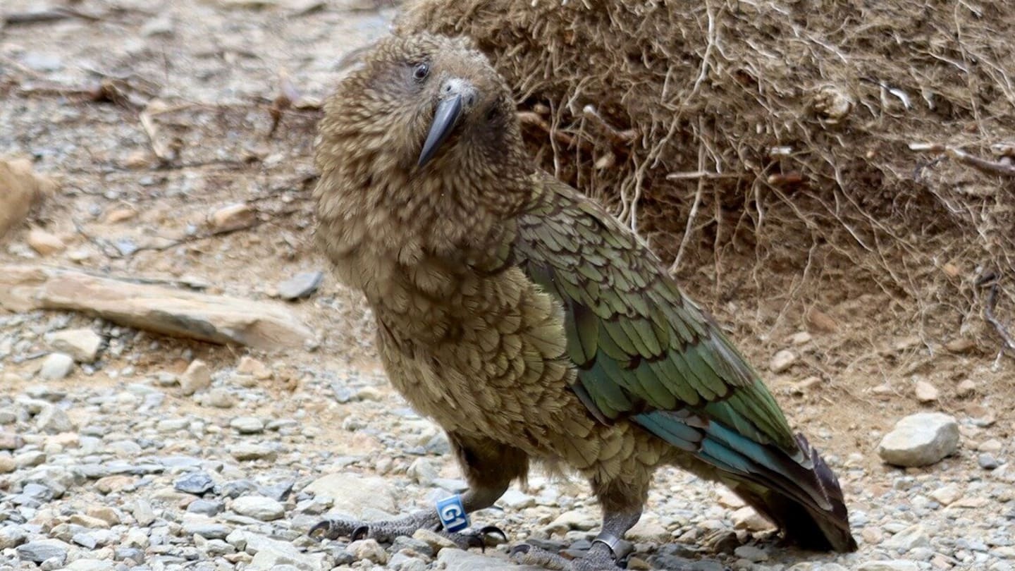 Teenage kea ‘gang’ tracked in record flock at Aoraki Mt Cook