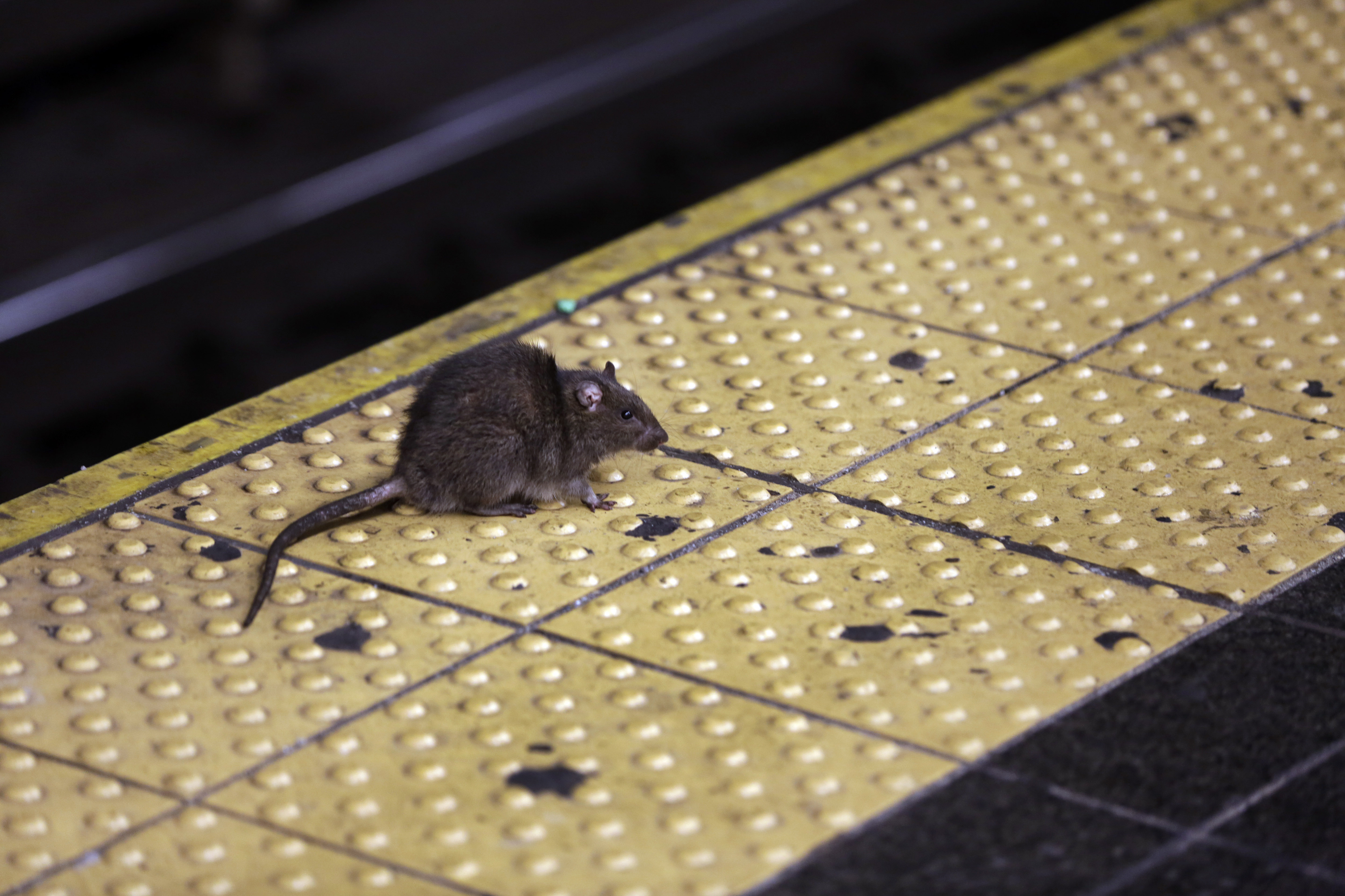 A rat crosses a Times Square subway platform in New York. Photo / AP