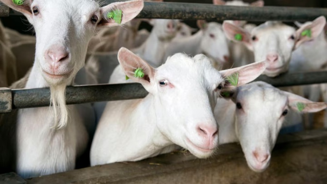 Blenheim-based Cranky Goat made handcrafted goat cheeses. Photo / 123RF
