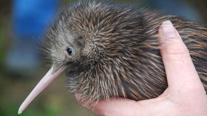 A North Island Brown Kiwi chick. Photo / Daren Grover