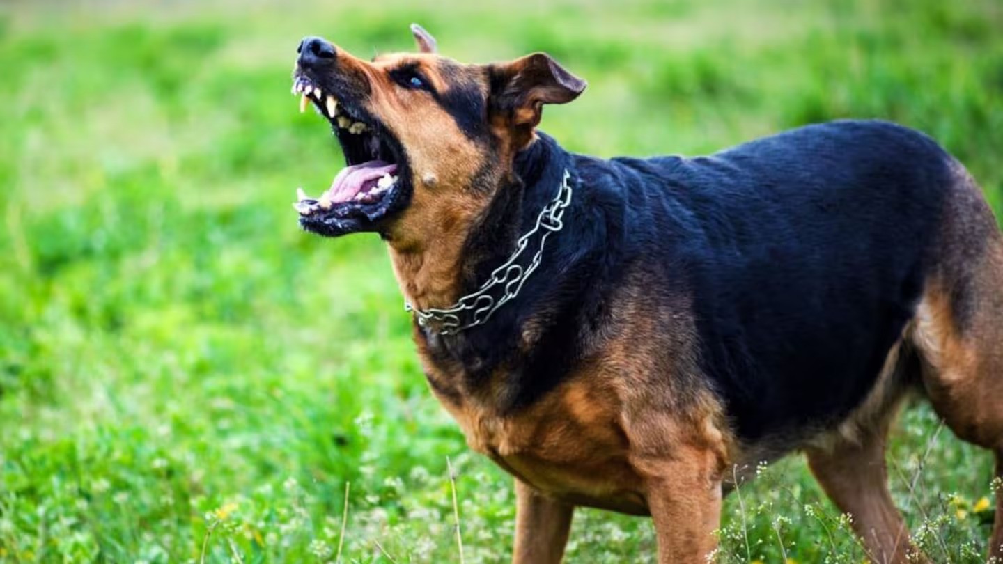 Wellington surgeon urges dog law overhaul after dealing with attack injuries