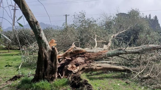 Strong winds over the weekend also felled large trees across the region.