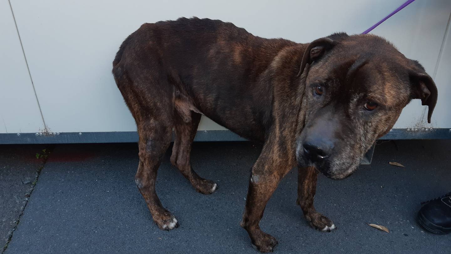 Tyson had no body fat, was infested with fleas, anaemic and had signs of previous fly-strike when SPCA inspectors discovered him. He weighed just 22kg. Photo / SPCA