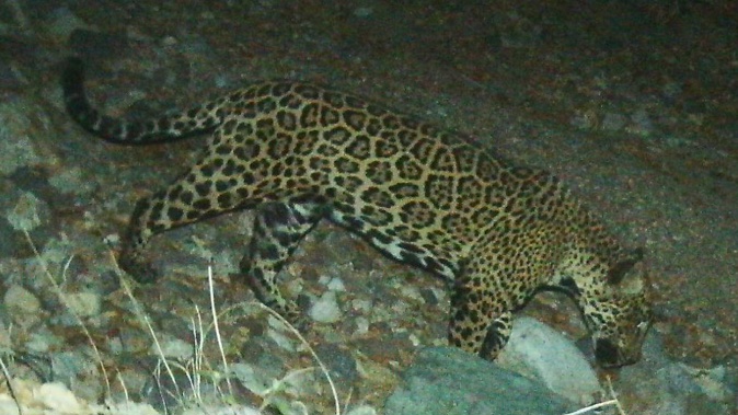 'El Jefe', or The Boss, is one of the oldest jaguars on record along the border and one of few known to have crossed the border. Photo / AP