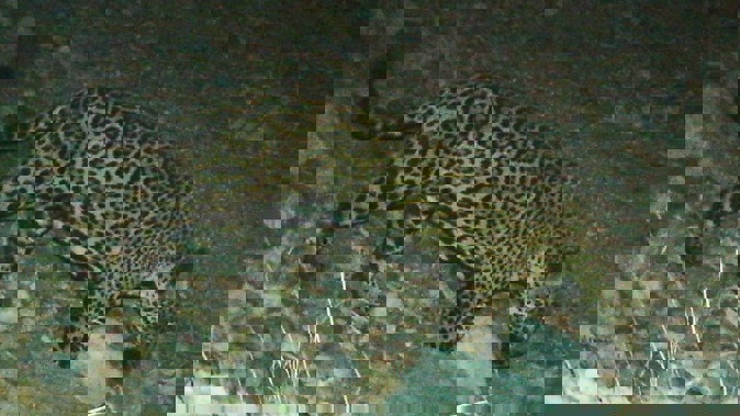 'El Jefe', or The Boss, is one of the oldest jaguars on record along the border and one of few known to have crossed the border. Photo / AP