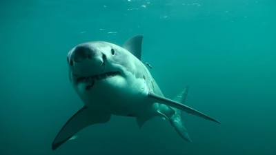 Revealed: LED lights keep great white sharks away from surfers