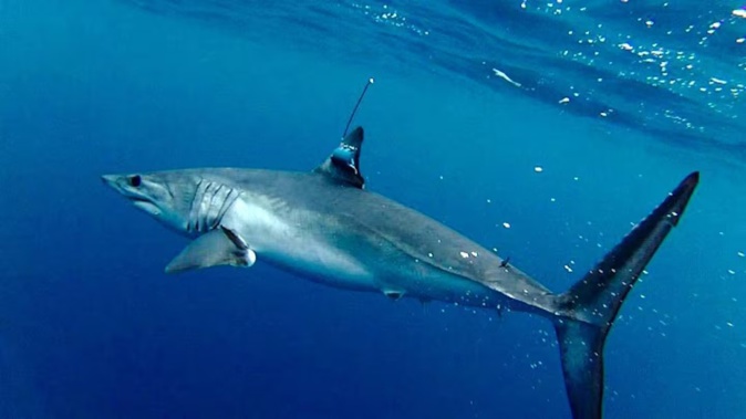 The researchers chose mako sharks because they return to the surface often, enabling tags to relay information to satellites. Photo / file