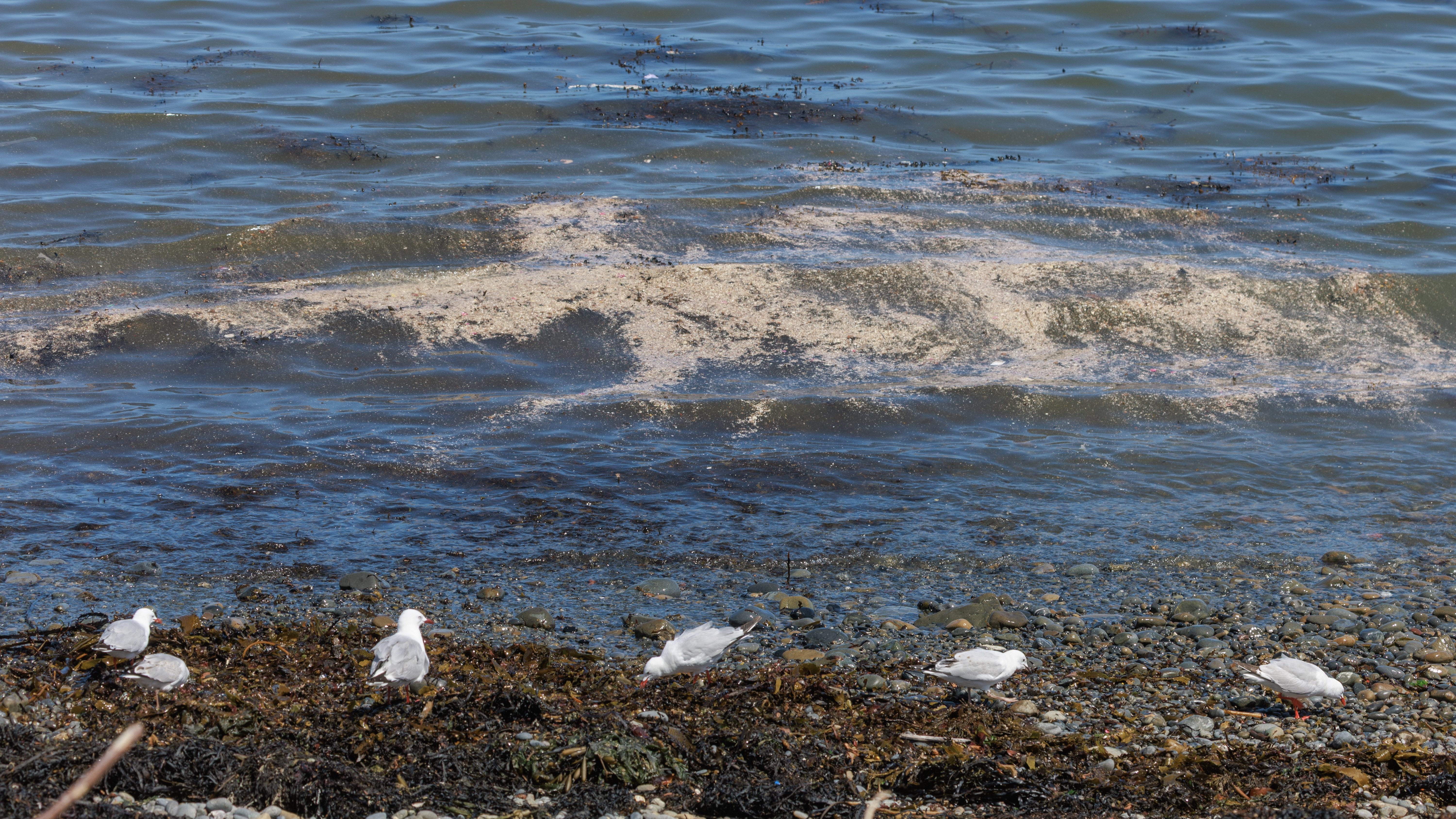 "Catastrophic disaster": No indication sewage plant was at risk of failing, Wellington Mayor says 