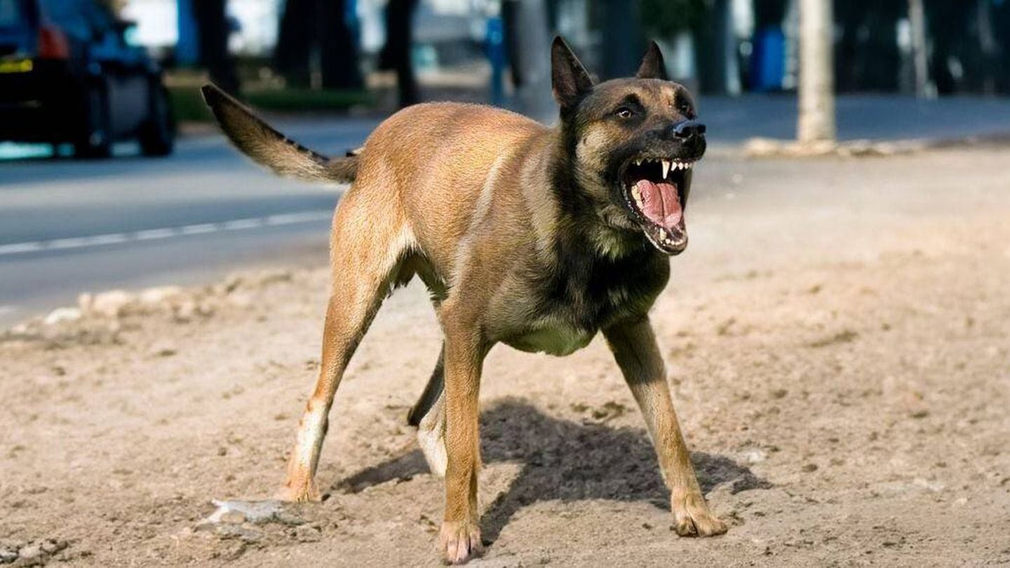 The man was believed to have been infected by rabies from a dog in the Philippines, where the virus is endemic, seven months before dying in New Zealand. Photo / Emmanuelle Bonsami 123RF