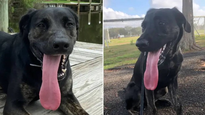 Zoey's tongue is a whopping 12.7cm. Photo / Guiness World Records