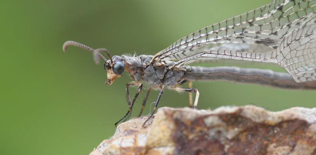 Antlion adult drying its wings. Photo / Supplied
