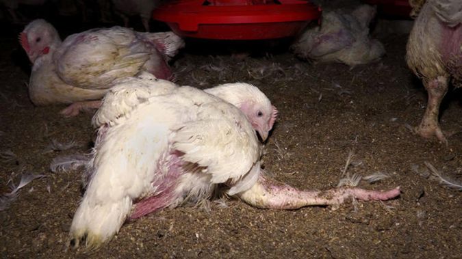 A chicken struggles to stand. (Photo / Supplied, Animals Aotearoa)
