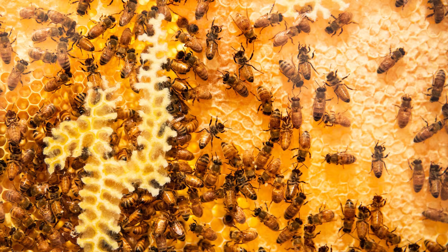 Australia’s new ‘lucifer’ bee discovered, sporting devil-like facial horns. Photo / Getty Images