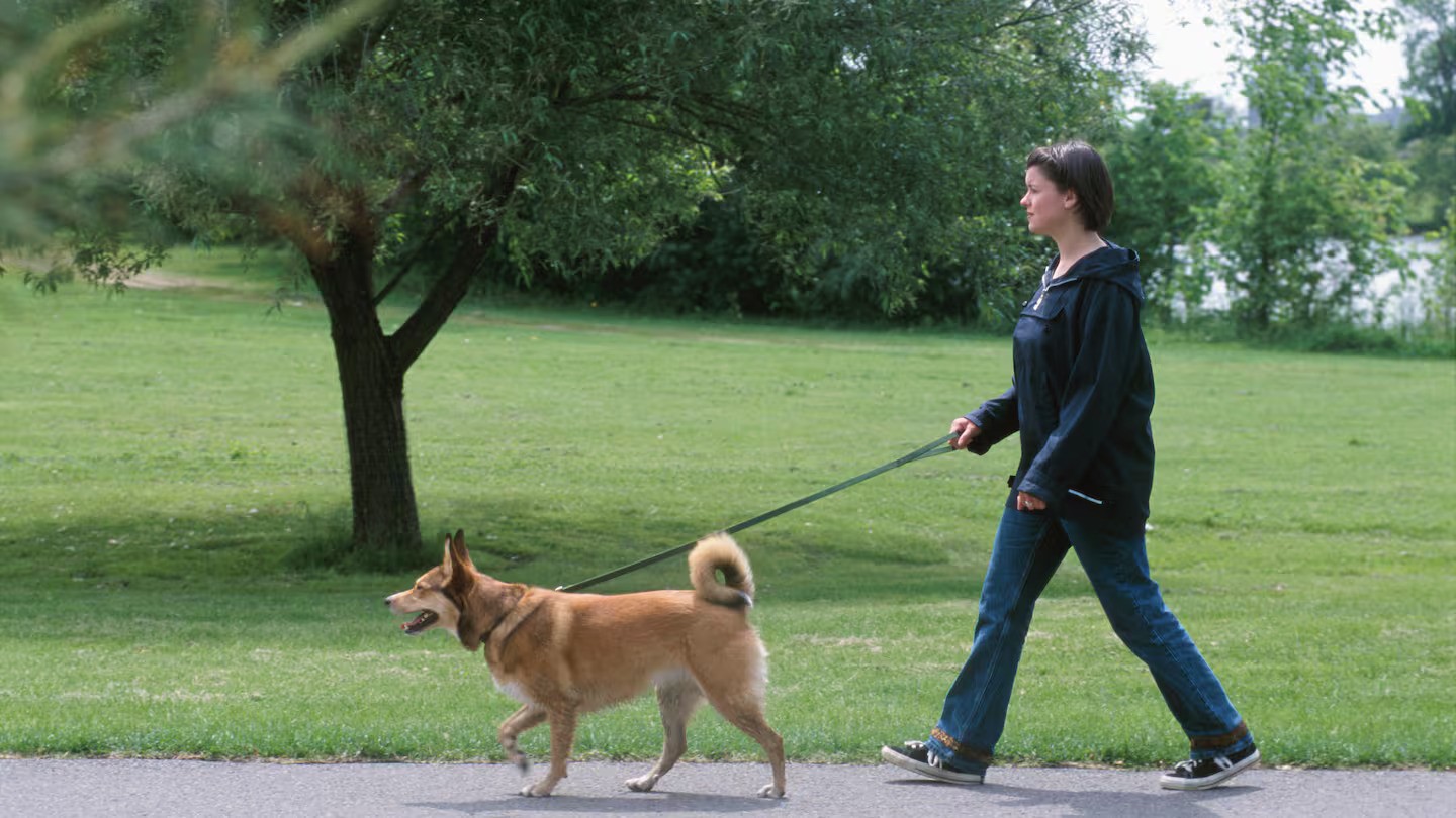 Person jumped by three men while walking dog in East Auckland park