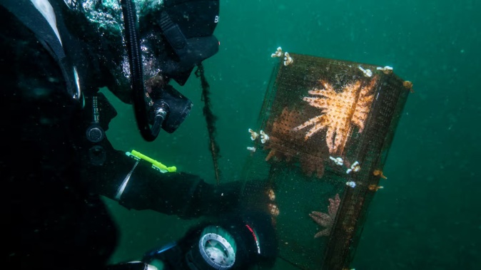 A research diver checks on a sunflower sea star that was raised at Friday Harbour Labs on San Juan Island, Washington, and introduced to the waters of Puget Sound for a few weeks. Photo / Ralph Pace, The Nature Conservancy