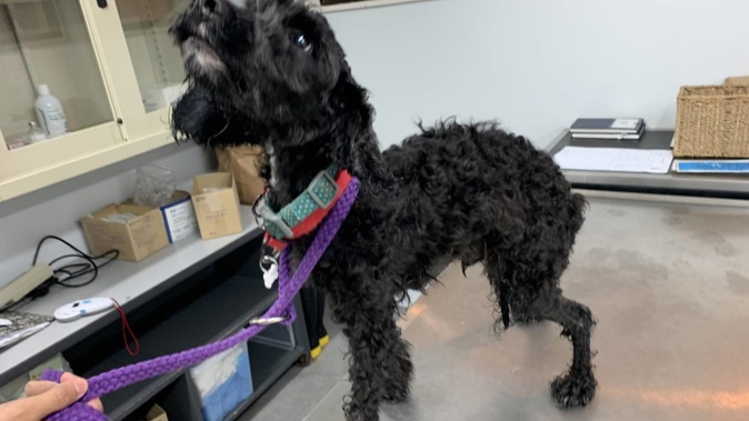 A male poodle-cross named Arthur was found to be severely underweight once seized from its owner who was sentenced this week. Photo / Supplied