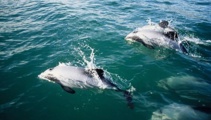 Dead Hector's dolphin found on New Brighton beach