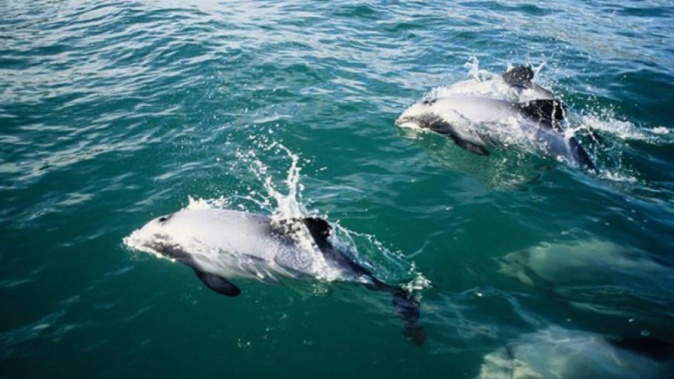Hector's dolphins. Photo / Getty Images