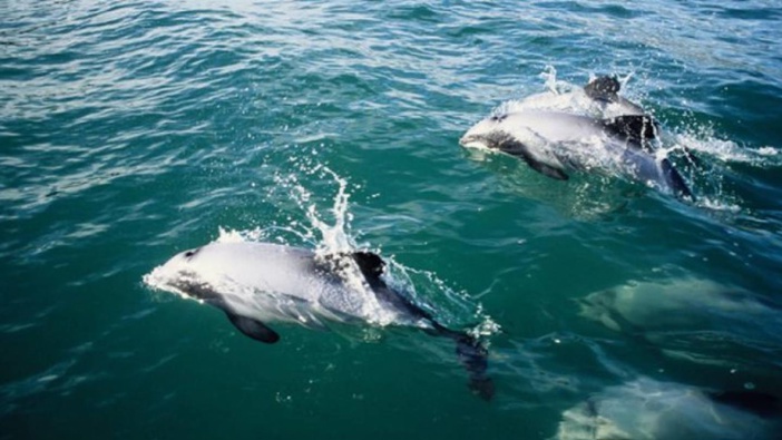 Hector's dolphins. Photo / Getty Images