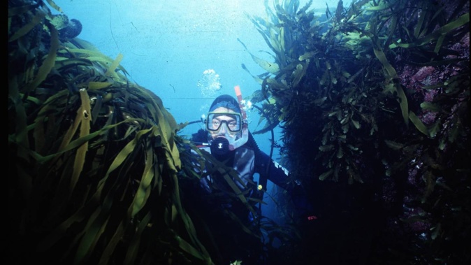 Warming waters are placing New Zealand’s kelp forests in peril - posing troubling implications for the plethora of ocean species that rely on them.