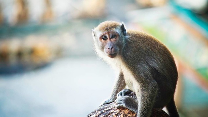 A cynomolgus monkey. Photo / Getty Images