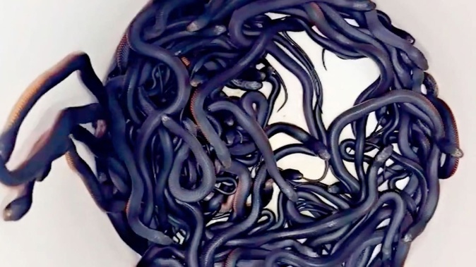 Dozens of red-bellied black snakes were uncovered in the backyard of a home in Sydney. Photo / AFP