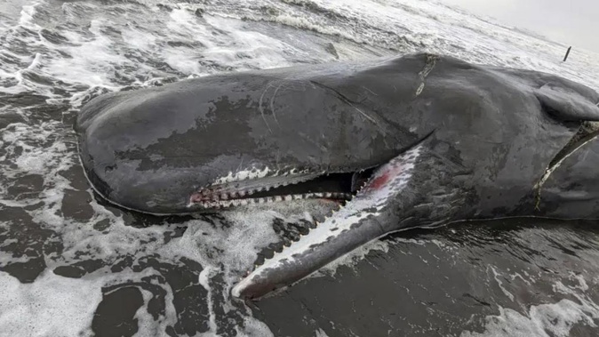 The dead sperm whale that washed up on the Oregon coast. Photo / AP