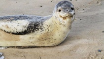 Juvenile leopard seal shot dead in Southland