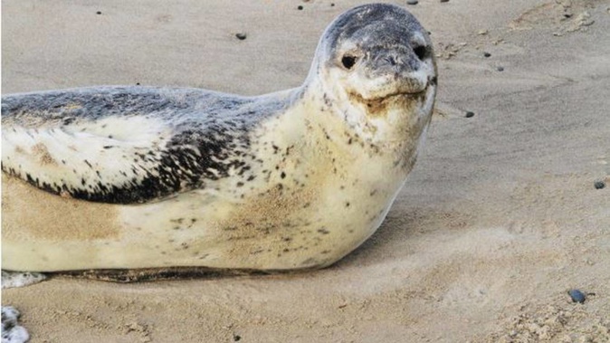 A leopard seal has been found shot dead in Southland. Photo / ODT