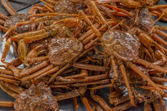 The Alaska snow crab harvest has been canceled for the first time ever. Photo / CNN