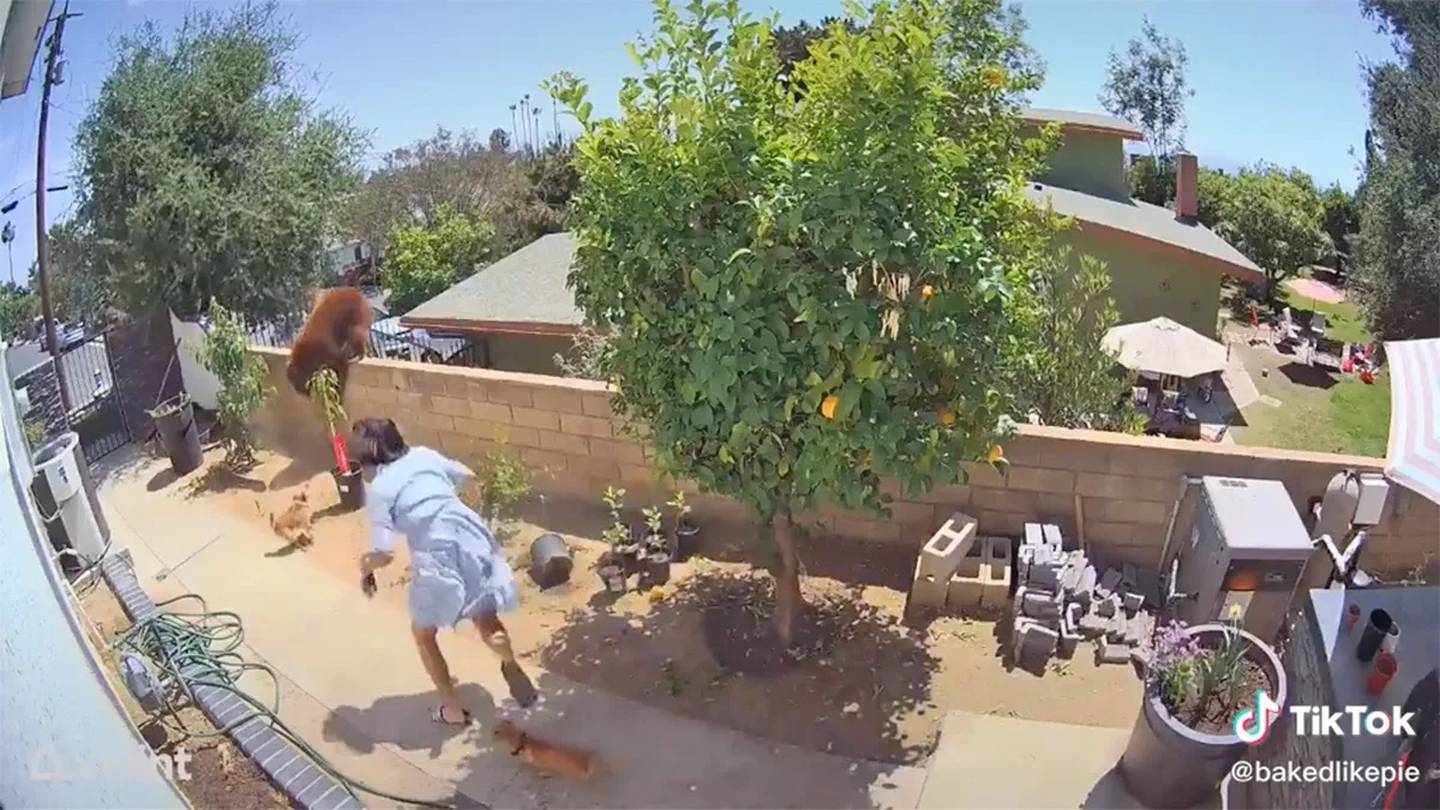 Woman fights off bear to protect her dogs