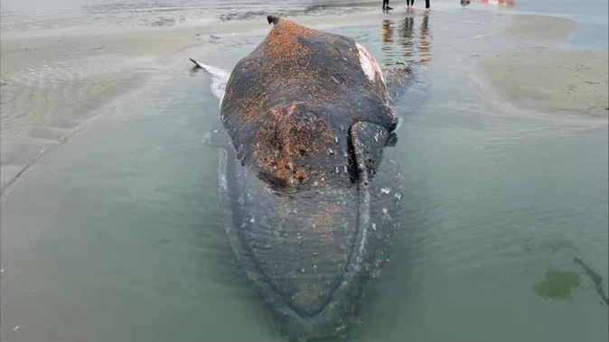 The Department of Conservation received reports that a whale had become stranded on a Dunedin beach on Saturday morning. Photo / Project Jonah and The Department of Conservation