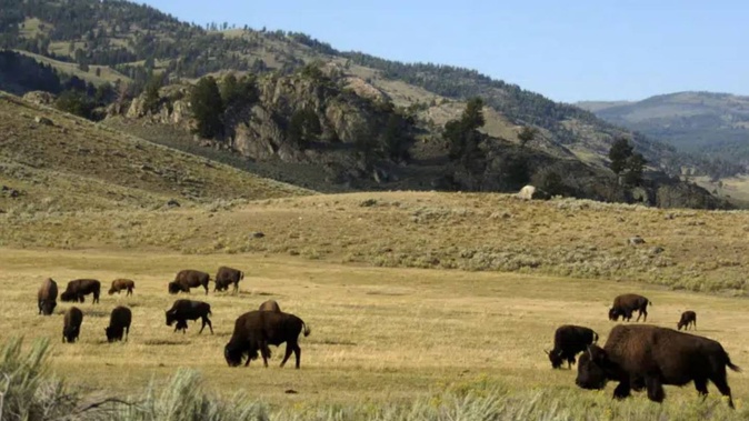 A herd of bison grazes in the Lamar Valley of Yellowstone National Park. Photo / AP