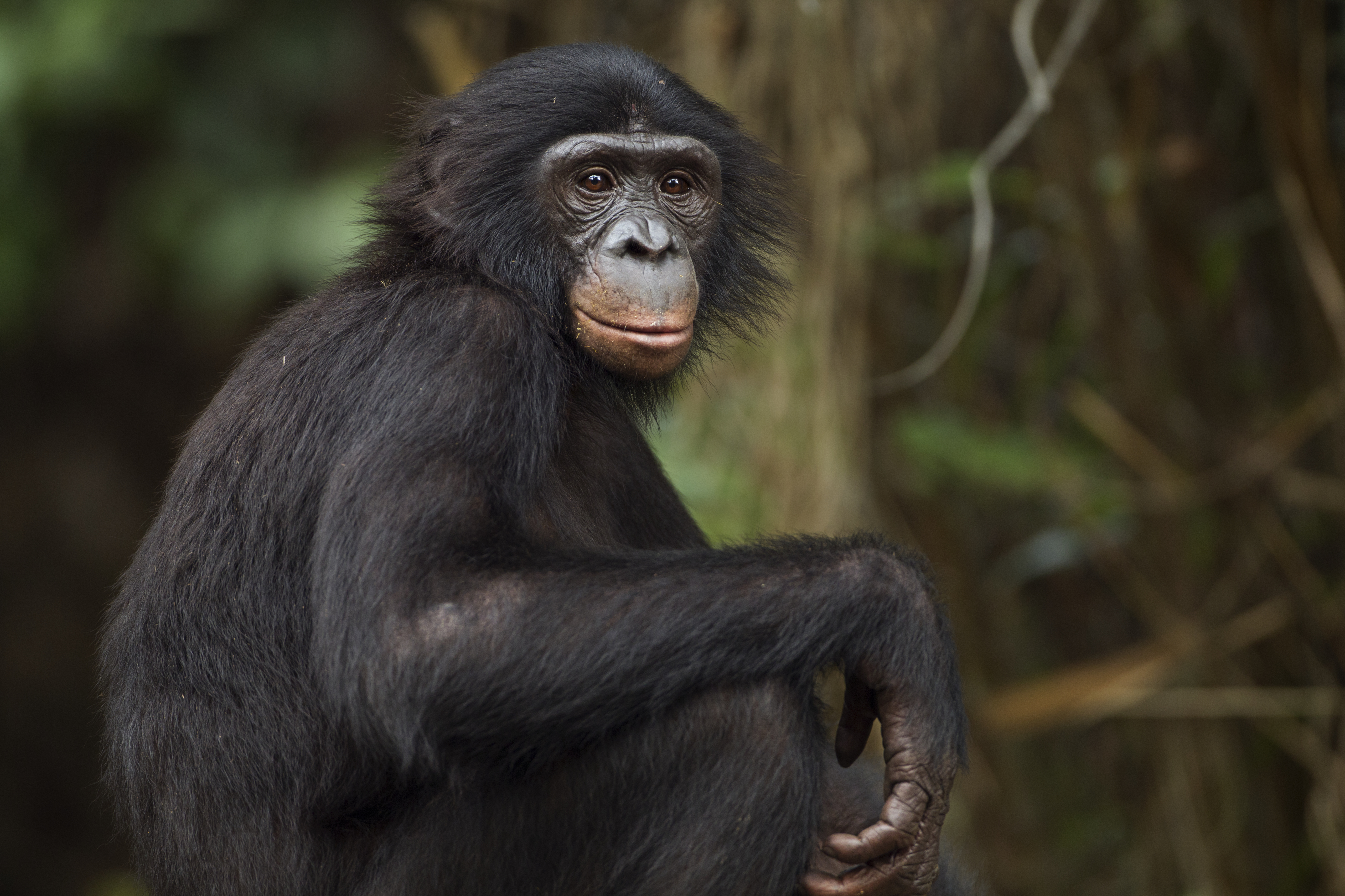 A bonobo's pretend tea party has scientists rethinking imagination 
