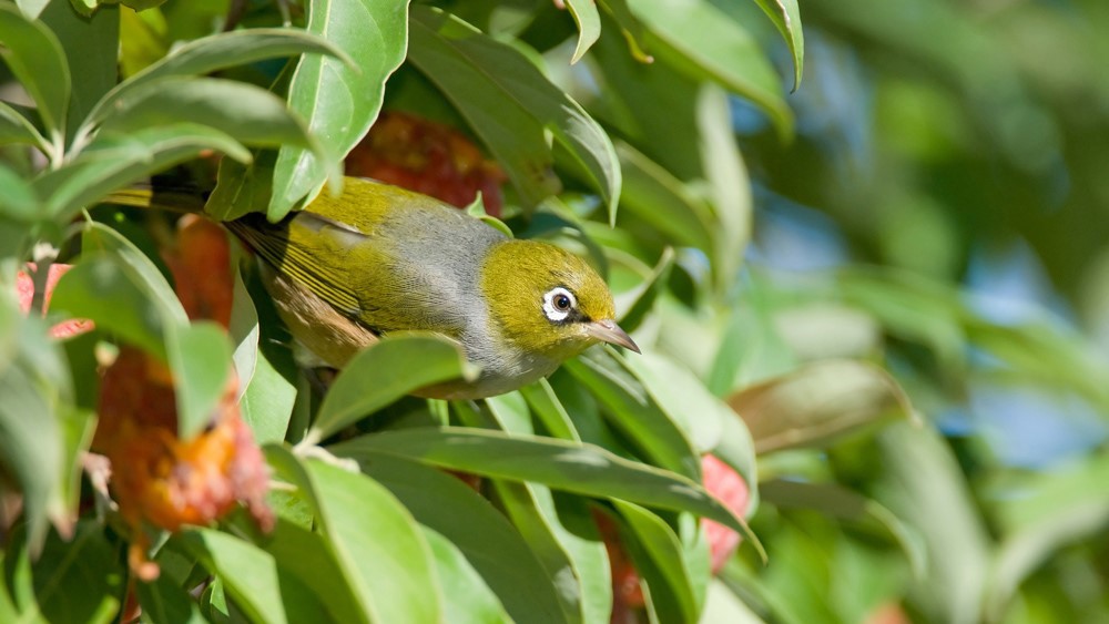 Ruud Kleinpaste: Bird behaviour in your garden